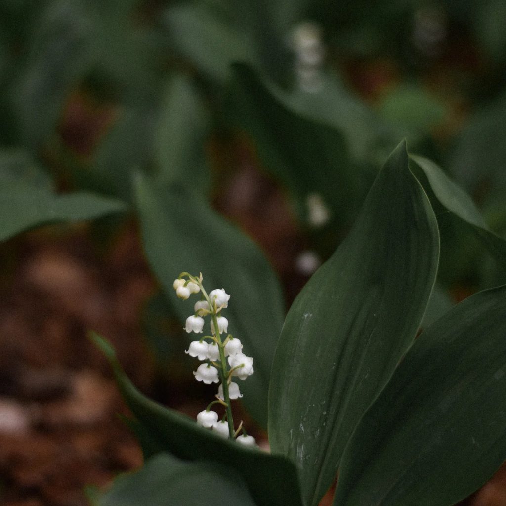 Lily of the valley